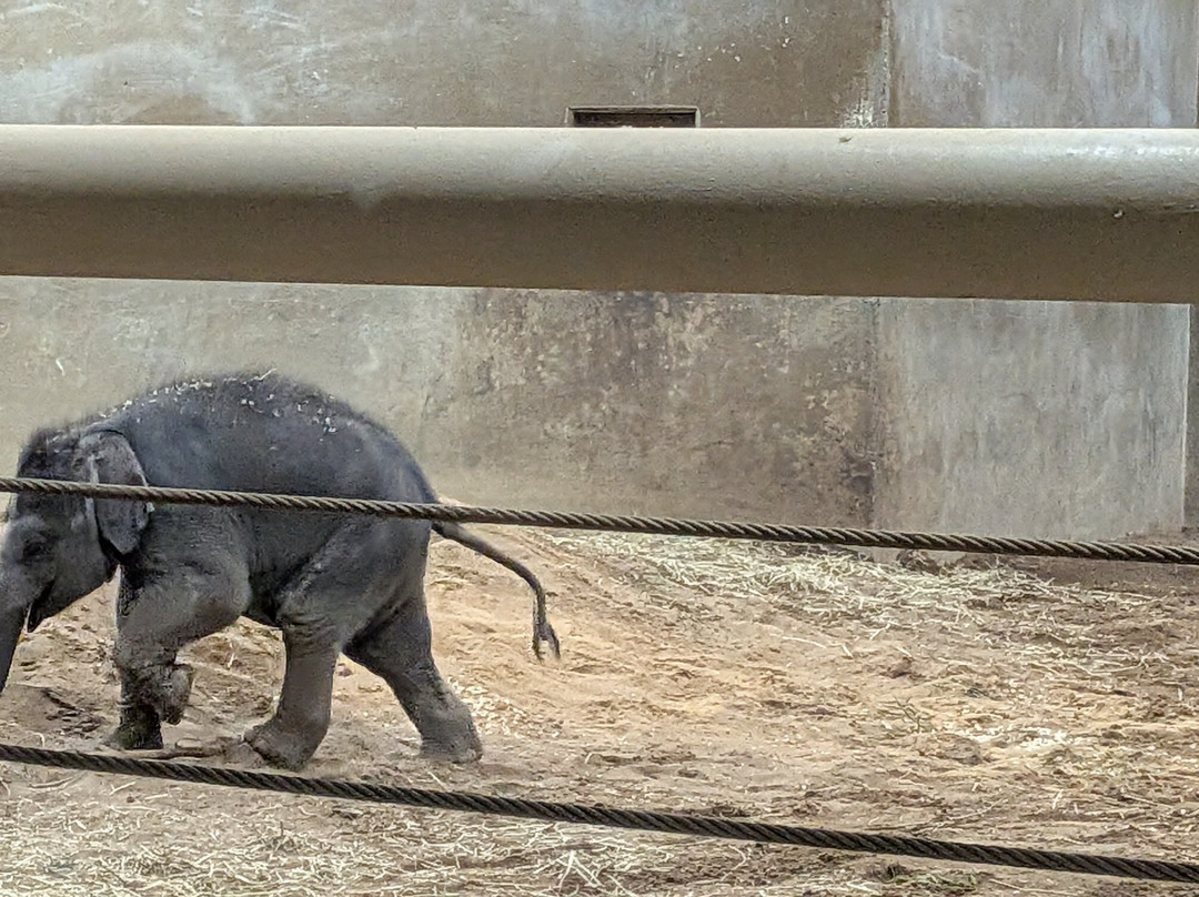 哥伦布动物园-Powell必去景点