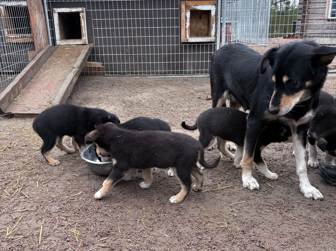 哈士奇雪橇之旅-罗瓦涅米必去景点