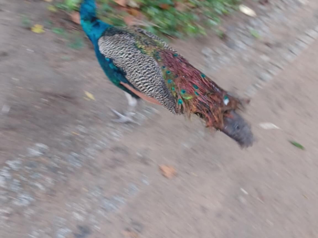 Évora Public Garden-埃武拉必去景点