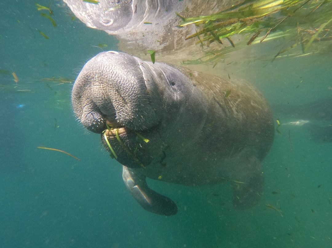 Crystal River Manatee Adventures