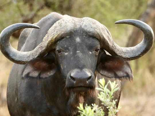 Kimburi Tours-德班必去景点