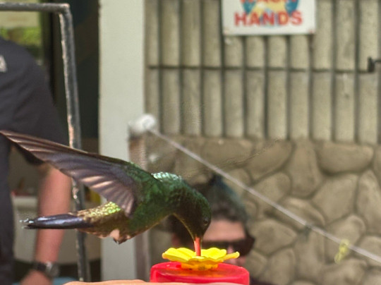 Peter Cox Wildlife Tours-多巴哥必去景点