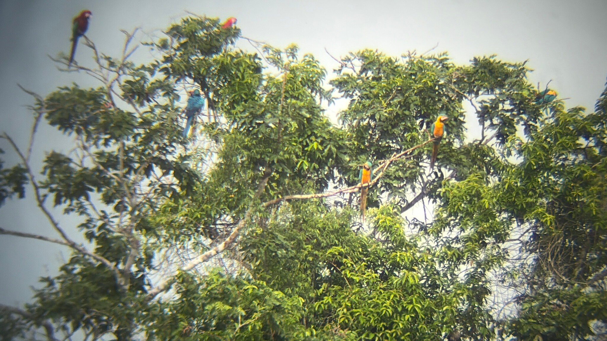 Wasai Tambopata Lodge-官方
