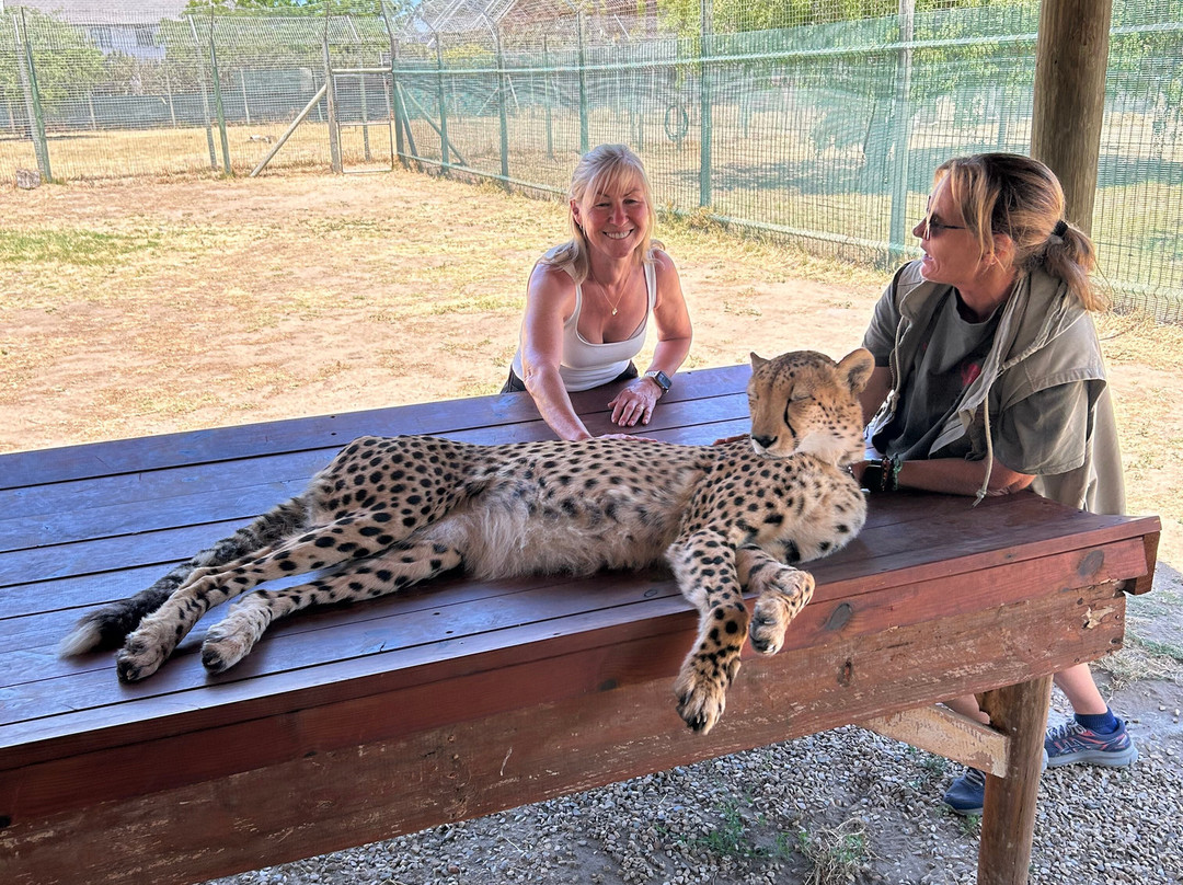 Cheetah Outreach - Somerset West-西索美塞必去景点