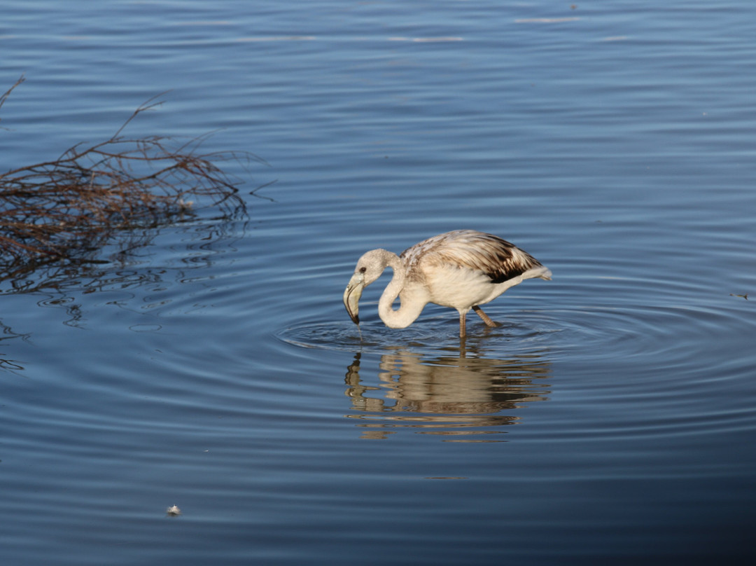 Parc Natural dels Aiguamolls de l'Emporda-罗塞斯必去景点