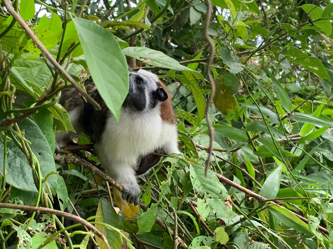 Yala Tours Panama-巴拿马城必去景点