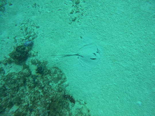 Deep Blue Divers-大开曼岛必去景点