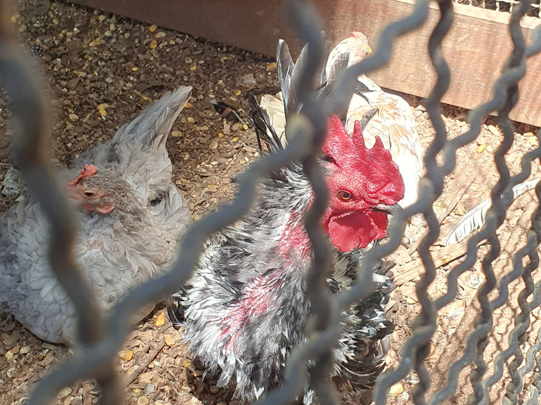 Jardim dos Pinhais Ecco Parque-圣安东尼奥杜皮尼亚尔必去景点