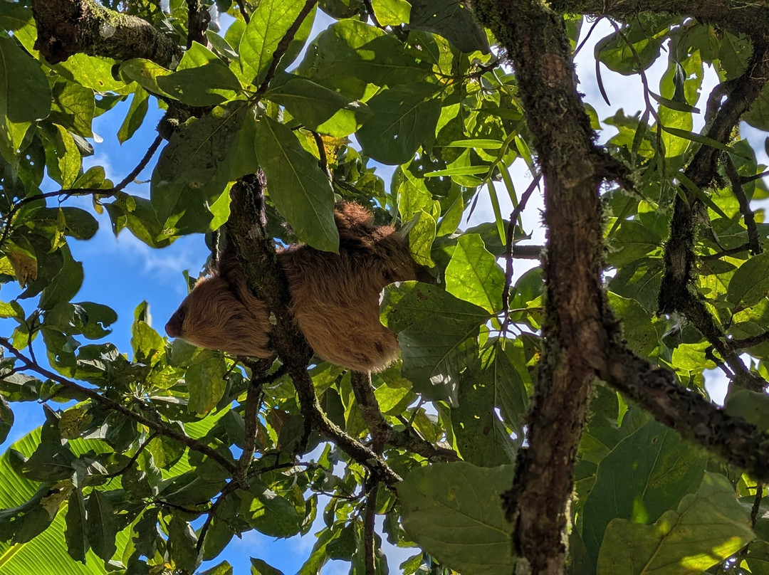 Sloth and Monkey Forest Tour-El Tanque必去景点