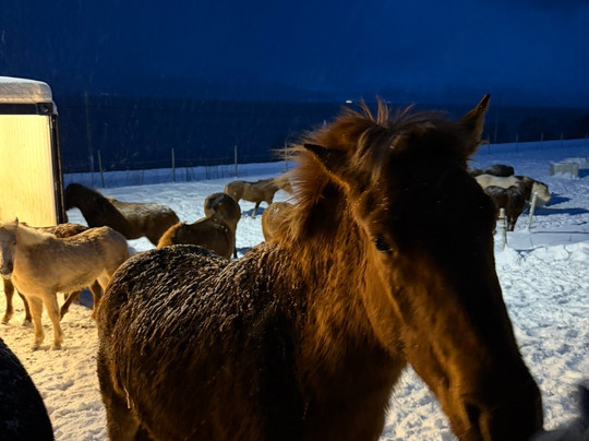 Tromsø Lyngshest-特罗姆瑟必去景点