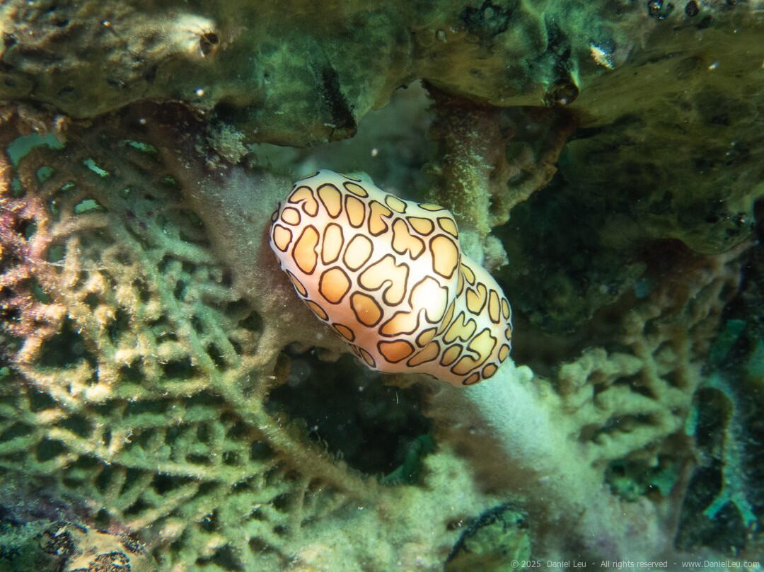 Letifish-Aventure-Pointe-Noire必去景点