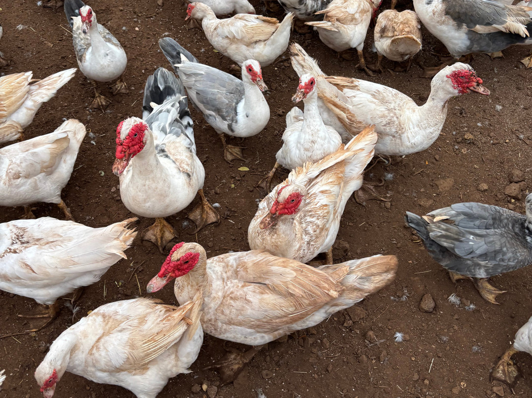 Maui Animal Farm-拉海纳必去景点