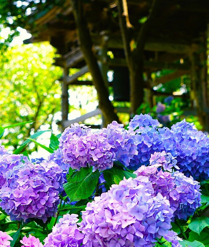 善光寺-伊达市必去景点