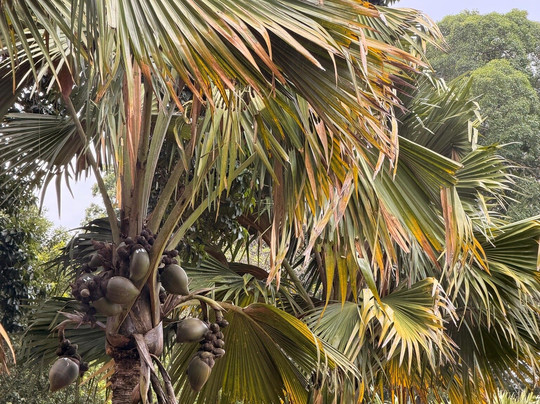 Royal Botanic Gardens Peradeniya-康提必去景点