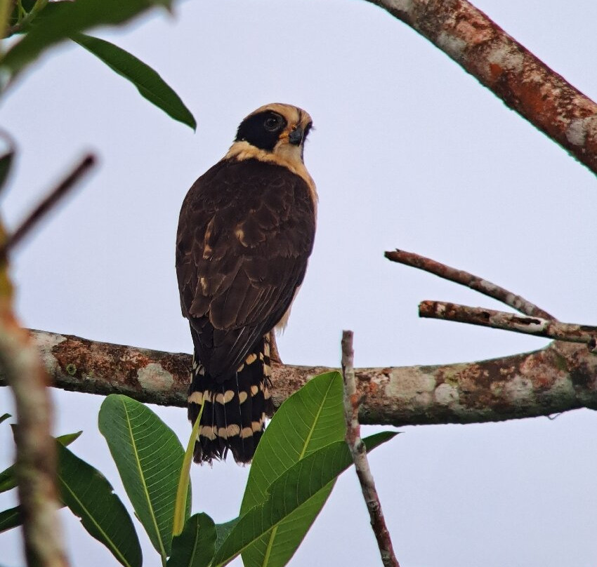 Birding Pipeline Panama-甘博阿必去景点