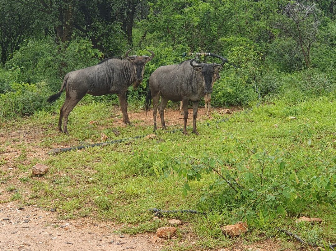 Ngoma Bush Lodge
