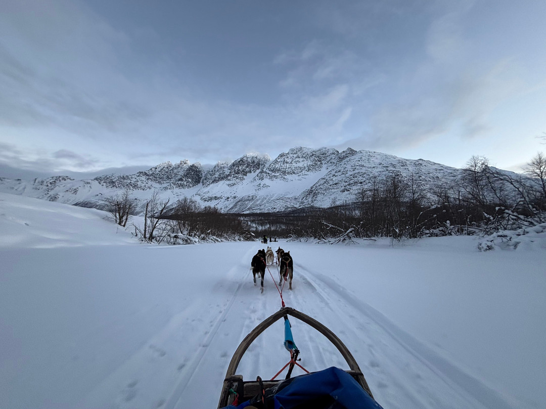 Northern Light Dog Adventure-Nordkjosbotn必去景点