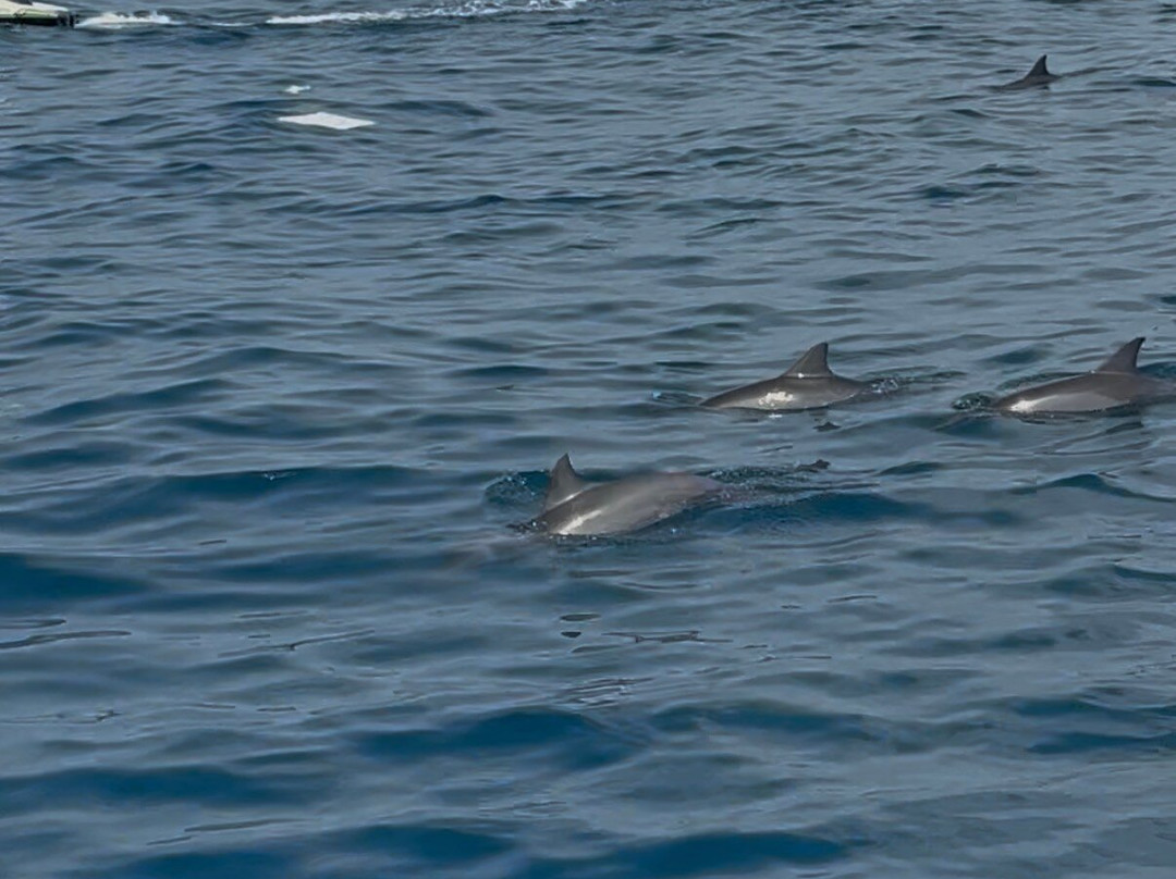 Euro-Divers Kurumba-库鲁巴椰子岛必去景点