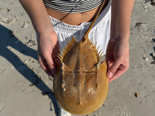 Marco Island Boat Tours-Goodland必去景点