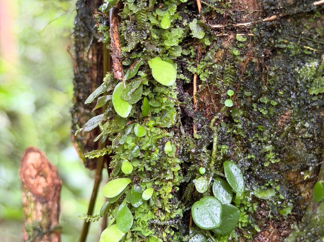 Pajaritos Agami Lodge-Loreto必去景点