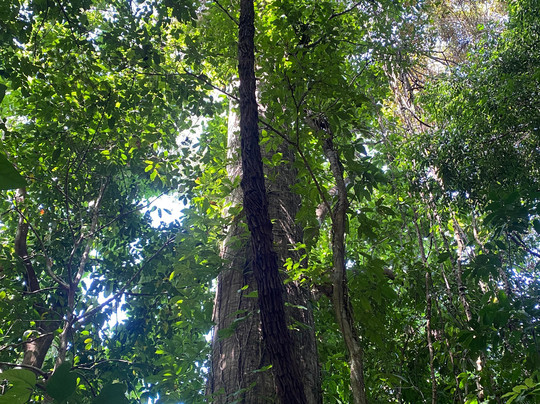 Cabo Blanco Absolute Natural Reserve-尼科亚必去景点