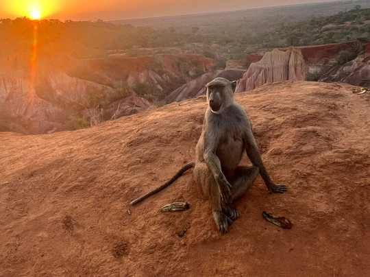 Safari Kenya roberto toba-瓦塔木必去景点