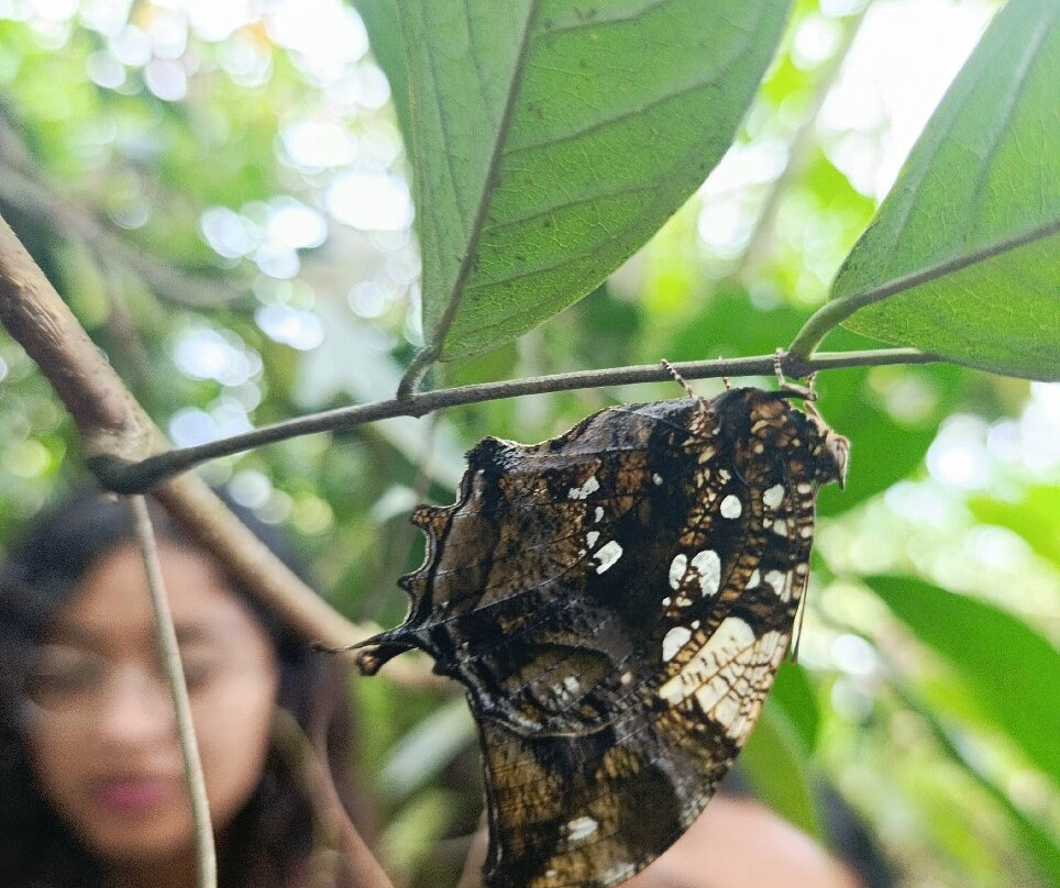 Mariposario Dedalma