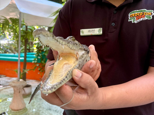 Croco Cun Zoo-从莫雷洛斯港必去景点