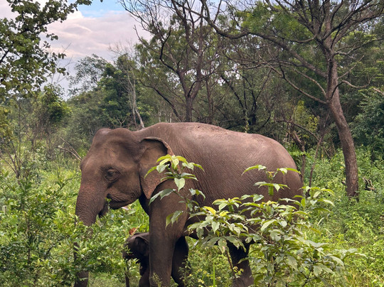 Compass Lanka Tours-Yakkala必去景点