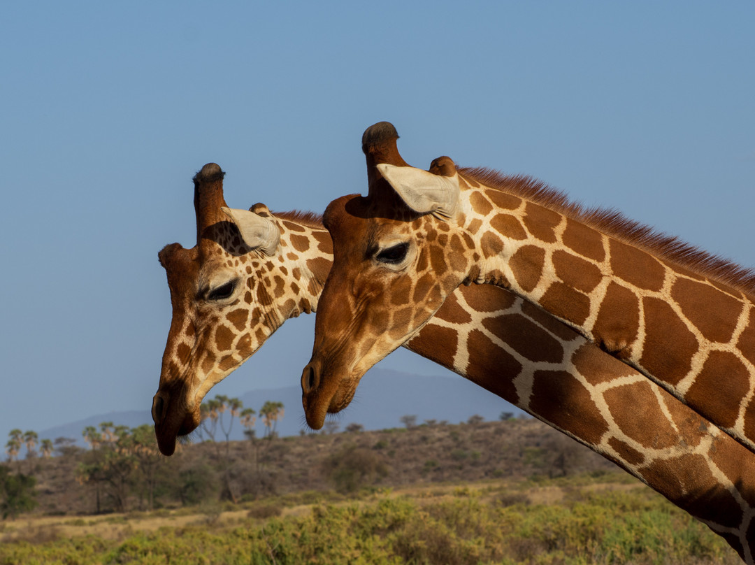 East Africa Adventure Tours and Safaris-马赛马拉国家野生动物保护区必去景点