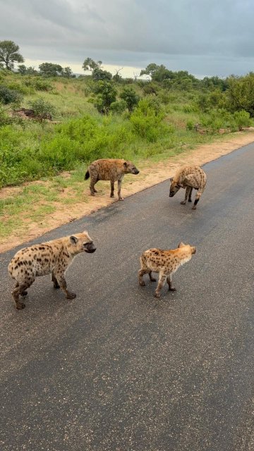 Skukuza Rest Camp-官方