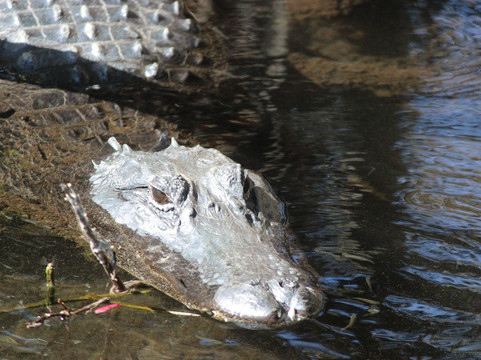 Swamp Fever Airboat Adventures-Lake Panasoffkee必去景点