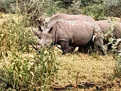Rhino Africa Safaris-开普敦中心区必去景点