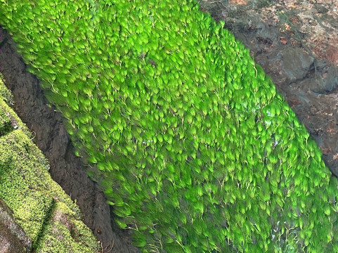 Ushiwatari River-游佐町必去景点