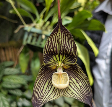 Finca Dracula-Cerro Punta必去景点