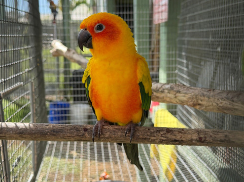 Parrots in Paradise Sanctuary-基亚拉凯库亚必去景点
