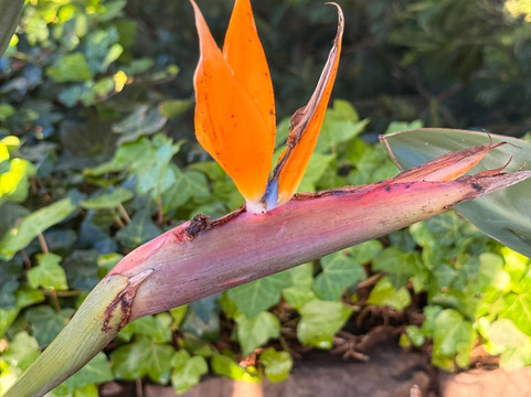 Green Devil Safari-马德拉群岛必去景点