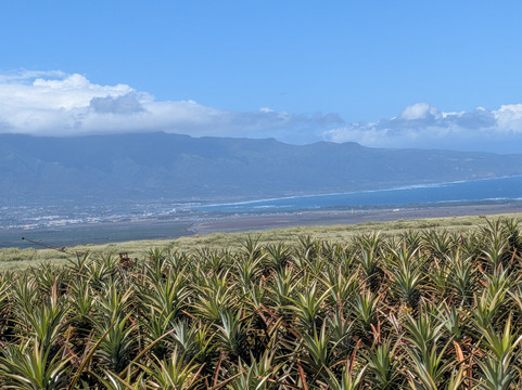 Maui Pineapple Tour-马卡瓦必去景点