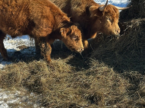 Trapp Family Lodge Outdoor Center-斯托必去景点