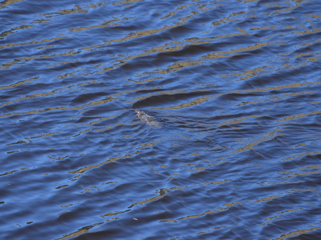 Bombala Platypus Reserve-Bombala必去景点