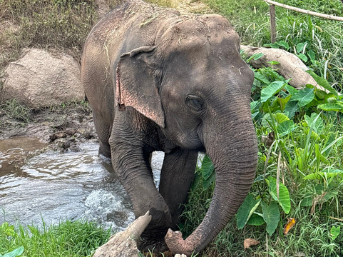 Doi Lom Elephant Rescue Sanctuary-夜登必去景点
