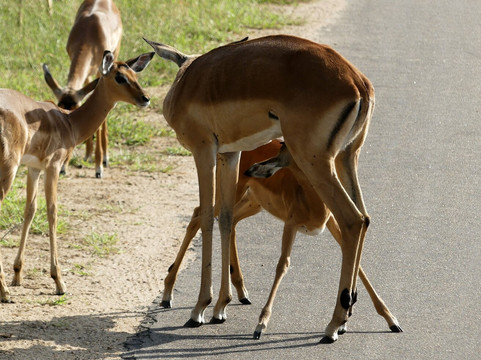 Kurt Safari-克鲁格国家公园必去景点