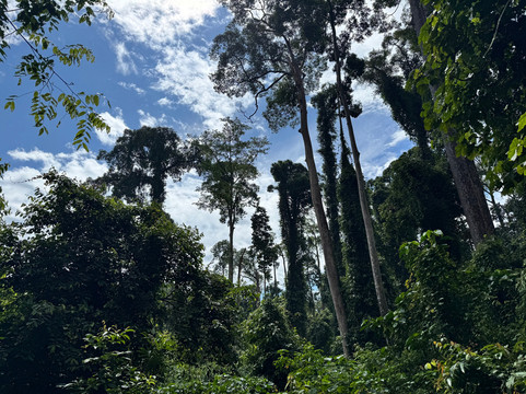 Borneo Eco Tours-亚庇必去景点