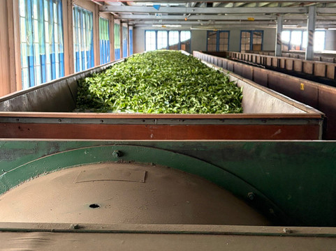 Blue Field Tea Factory-拉马伯达必去景点