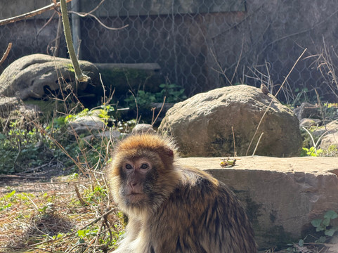 Parco Zoo di Poppi-波皮必去景点
