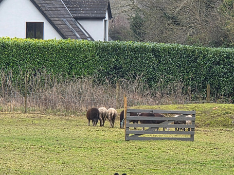 Sheep Smarts-Rathdrum必去景点
