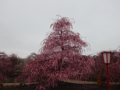 Suzuka Forest Garden-铃鹿市必去景点