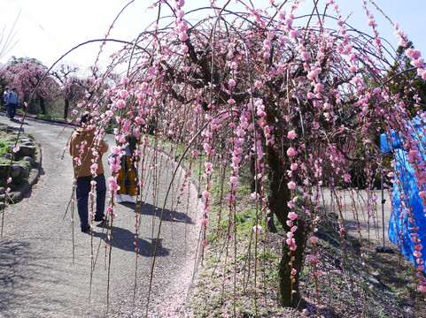 Fukoji temple-大牟田市必去景点