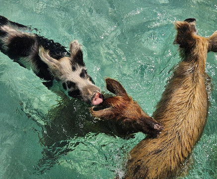 Coastline Adventures Exuma-大埃克苏马必去景点