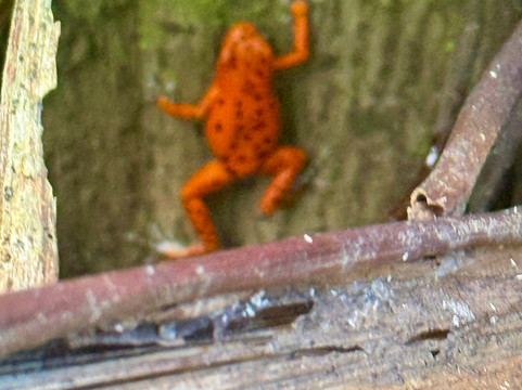 La Tierra Del Encanto-Isla Bastimentos必去景点